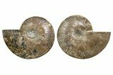 Cut & Polished, Agatized Ammonite Fossil - Madagascar #323408-1